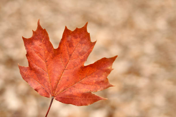 Red autumn leaf on yellow foliage background. Colorful fallen foliage, season change symbol. Design background pattern for seasonal use.