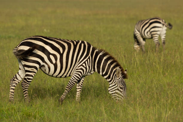 istock zebras on the savannah 1203201031