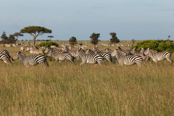 istock herd of zebras 1203201035