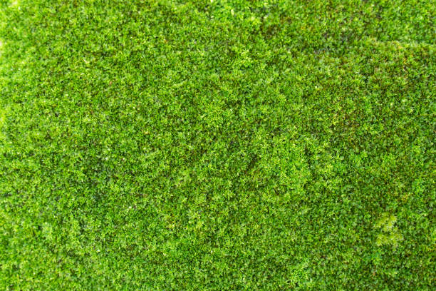 sfondo della trama del muschio verde. fresca bella pianta di muschio verde natura sulla superficie della trama della parete - beautiful surface level leaf lush foliage foto e immagini stock