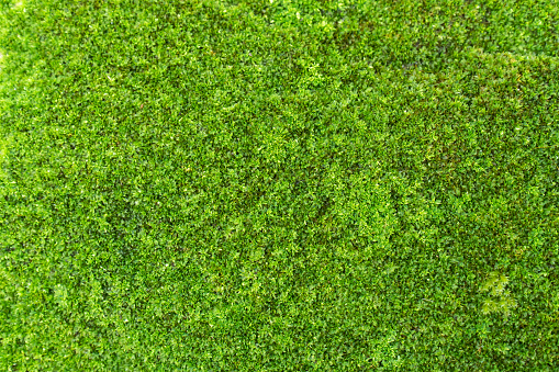 Green moss texture background. Fresh beautiful nature green moss plant on wall texture surface