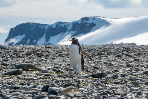 istock Gentoo penguin on the Antarctic Peninsula. 1203201452