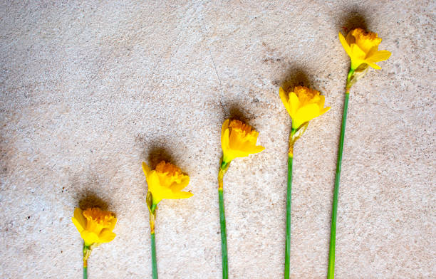 istock Daffodils  knolling concept  st davids day 1203201578
