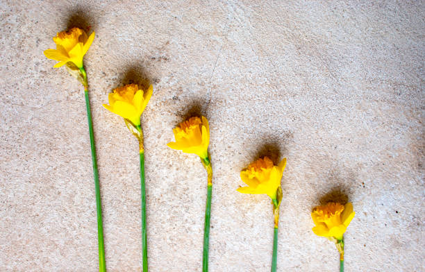 istock Daffodils  knolling concept  st davids day 1203201690