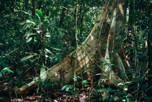 Deep inside Borneos jungle stock photo