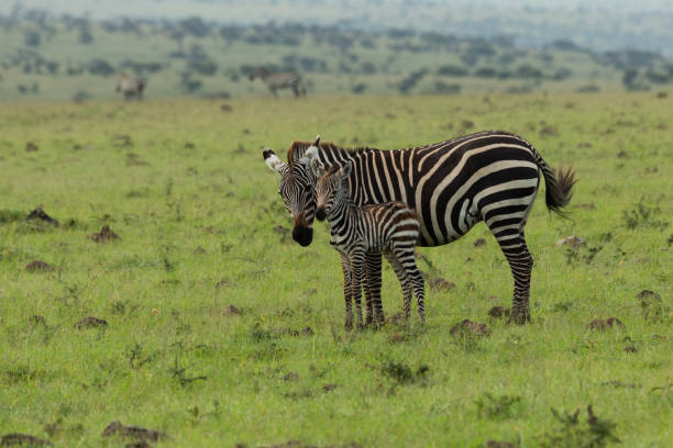 istock mother zebra and foal 1203201804