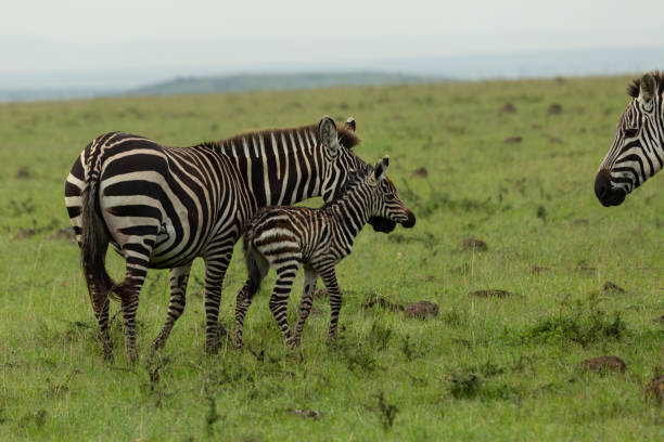 istock mother zebra and foal 1203202493
