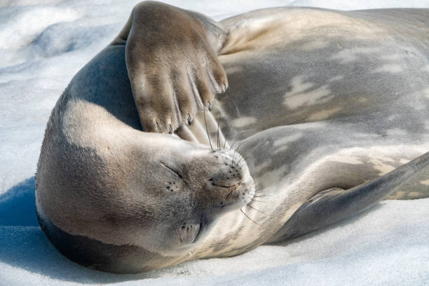 Weddell seal resting on the polar ice of the Antarctic peninsula.