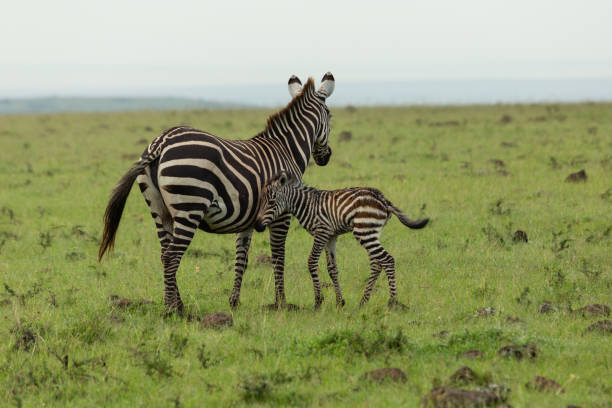 istock mother zebra and foal 1203202652