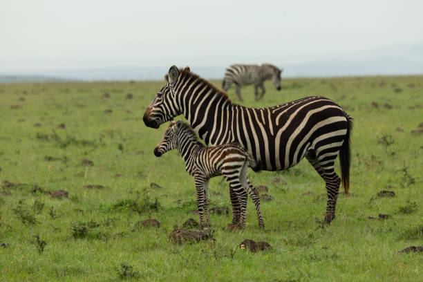 istock mother zebra and foal 1203202654