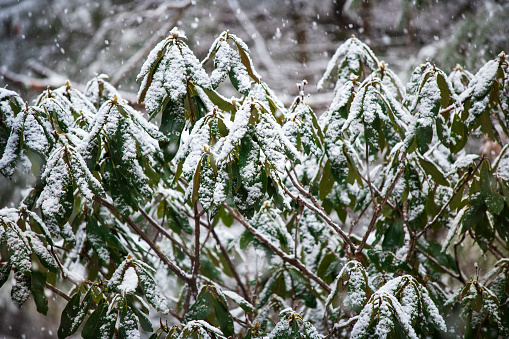 snow on Rhododendron leaves