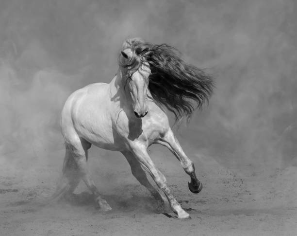 istock White Spanish horse plays on sand. 1203203139