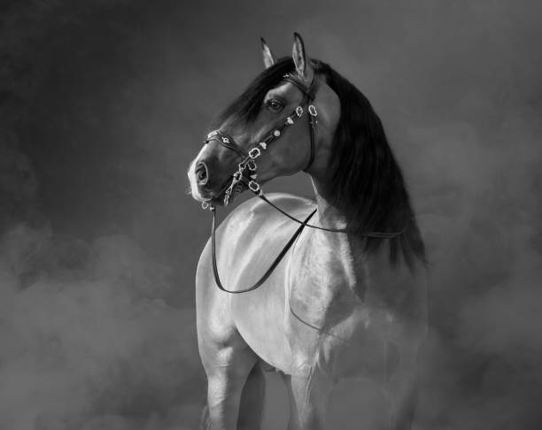 istock Spanish horse in baroque bridle in light smoke. 1203203140