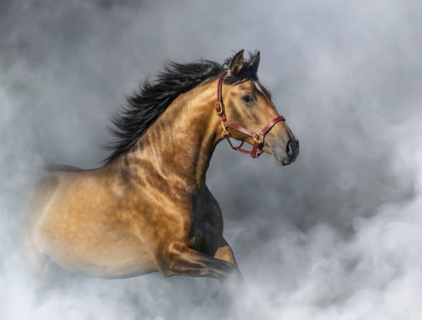 istock Purebred Spanish Horse in halter in light smoke. 1203203143