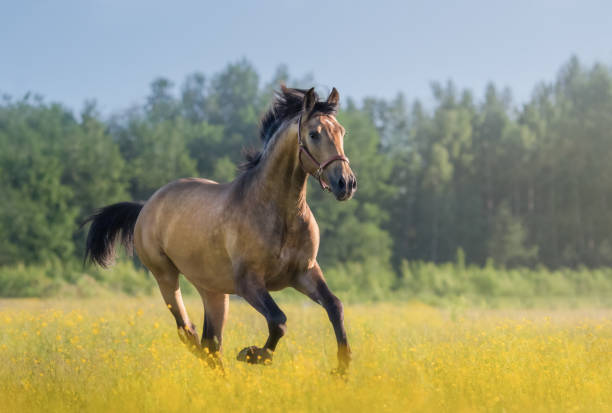 istock Andalusian horse galloping across blooming meadow. 1203203144