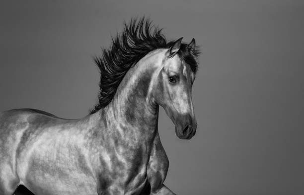 istock Black and white Andalusian horse in motion. 1203203148