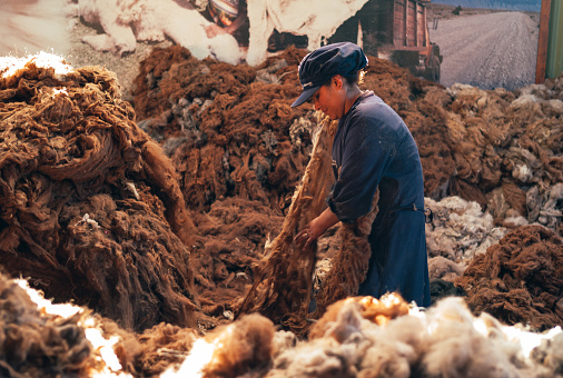 Arequipa, Peru - July 20 2010: Alpaca Wool Production. Woman Worker Sorting Brown Fibers in an Alpaca Wool Manufacturing Facility.