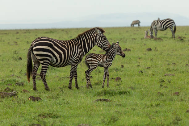 istock mother zebra and foal 1203203233
