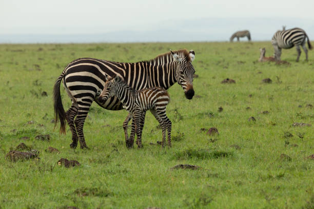 istock mother zebra and foal 1203204157