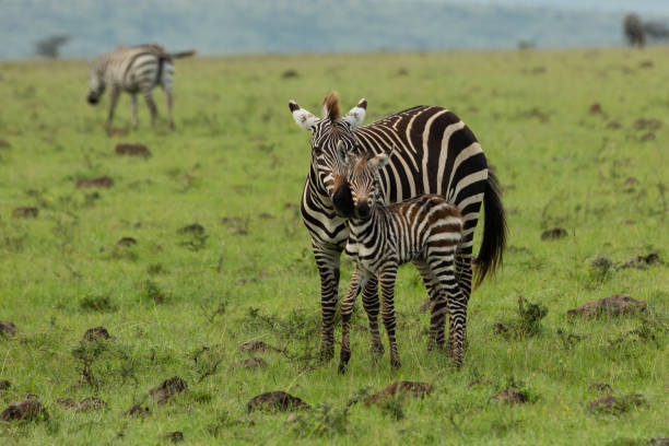 istock mother zebra and foal 1203204293