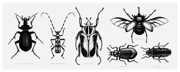 Tropical beetles collection Vector collection of high detailed insects sketches. Hand drawn beetles illustrations in vintage style. Entomological drawings set. Beetles outlines beetle stock illustrations