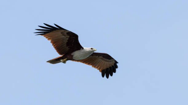 istock Indian bird of prey Brahminy kite (Haliastur indus) 1203206300