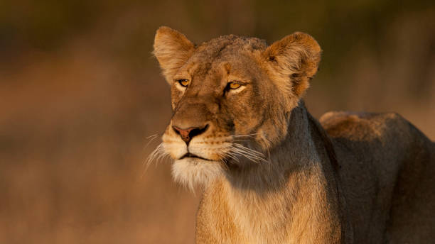 istock Sun Kissed Lioness 1203206332