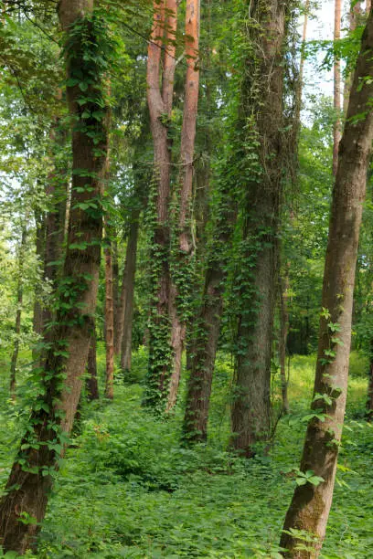 Virginia creeper in the pine forest, climbs and covers on tall slender trunks. unexpected combination of flora. Almost like jungle in the forests of the Baltic States in Lithuania.