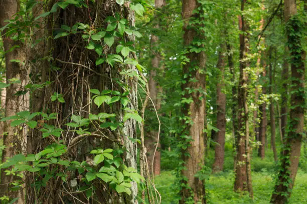 Virginia creeper in the pine forest, climbs and covers on tall slender trunks. unexpected combination of flora. Almost like jungle in the forests of the Baltic States in Lithuania."n