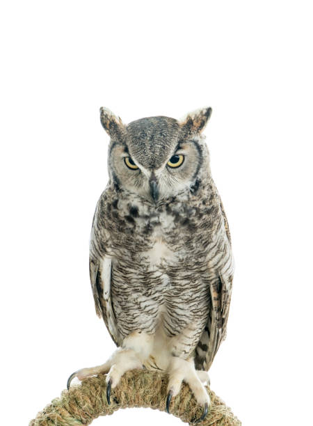istock Owl bird isolated on white background. Front view of long ear owl bird perch on a rail roost isolated 1203208155