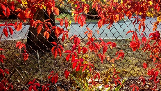 red leaves against the sun