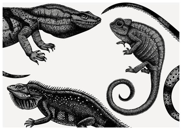 Hand drawn reptiles design. Exotic animal background. Vintage realistic lizards - chameleon, iguana, Komodo dragon frame template. Perfect for banner, flyer, greeting cards, invitations. komodo dragon drawing stock illustrations