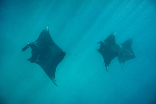 istock Diving in Indonesia 1203210223