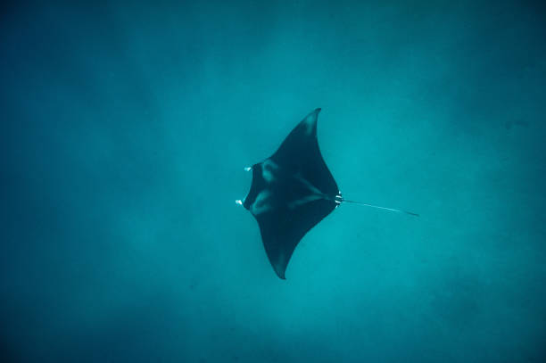 tauchen in indonesien - manta ray stock-fotos und bilder