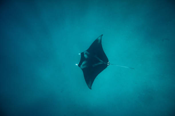 mergulho na indonésia - manta ray - fotografias e filmes do acervo