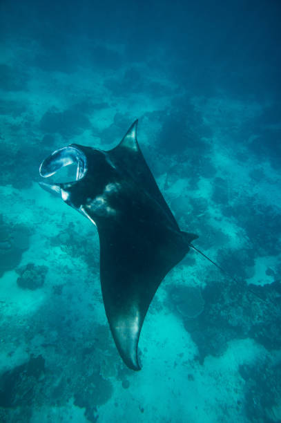 istock Diving in Indonesia 1203210350
