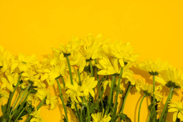 istock Yellow chrysanthemum bouquet 1203211481