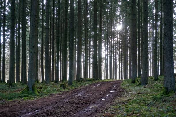 istock Forest trees photographed in January in Eifel Germany. 1203211608