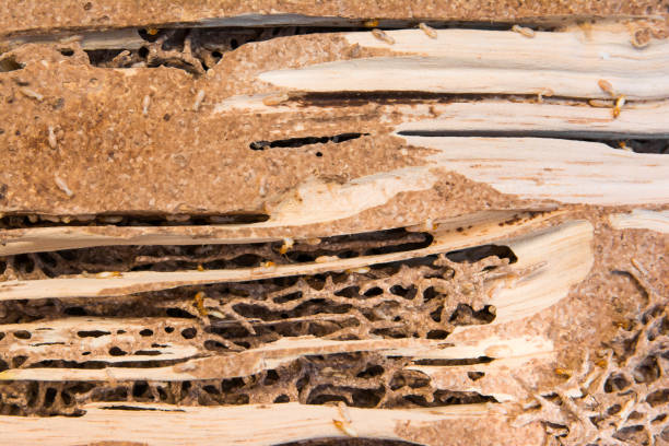 le termiti ravvicinate nidificano lo sfondo. termiti con nido di termiti e consistenza del legno - soil saprophyte foto e immagini stock