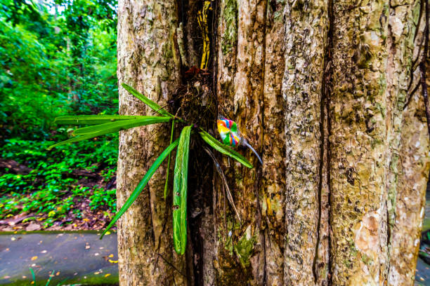 plastic garbage wedged in the tree in tropical rainforest, thailand. nature pollution in old ancient tree. ecological concept of human behavior in nature. - toxic substance spilling pouring bottle imagens e fotografias de stock