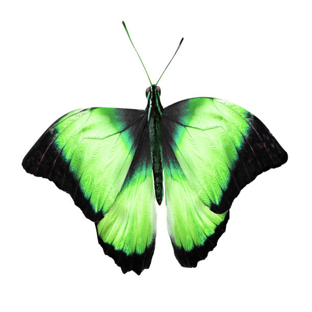 green butterfly flying on an isolated white background
