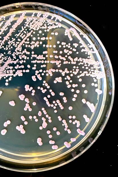 candida glabrata, drożdże z bliska. - blood agar zdjęcia i obrazy z banku zdjęć