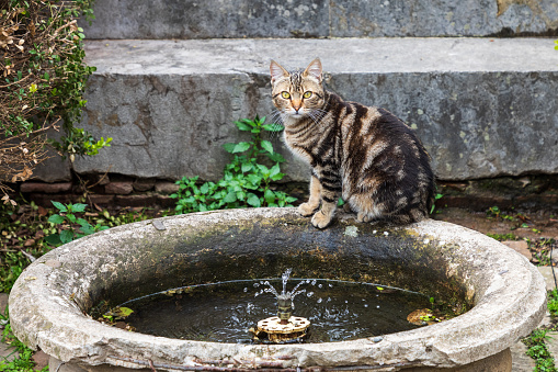 Italy, Sicily, Palermo Province, Castelbuono. Cat sitting on the rim of a fountain in Castelbuono.