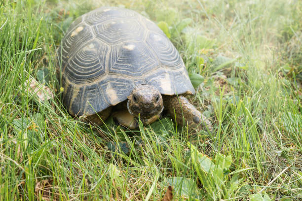 istock Land turtle in the meadow. Marginated tortoise 1203219022