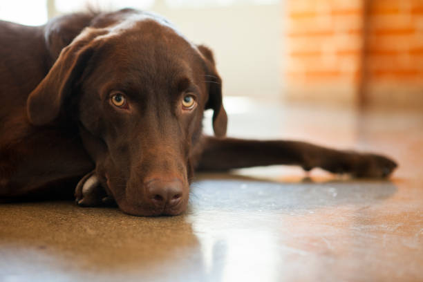 istock Chocolate Labrador retriever lying down in a brick room looking at camera 1203219482