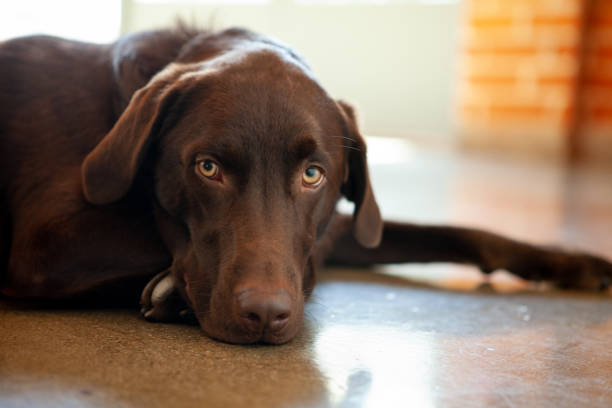 istock Chocolate Labrador retriever lying down in a brick room looking at camera 1203220018