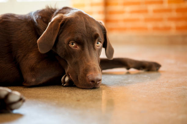 An older chocolate labrador retriever lying in a brick room lit by sunlight through the windows.