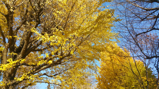 istock Bright yellow leaves tree with clear blue sky in the background. 1203220553