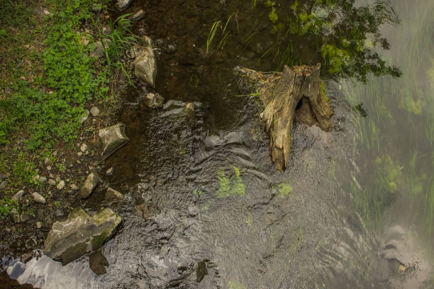 picturesque waterfront wild forest edge coast line scenic view with river stream and stump foreshortening from above contrast colors in spring day time