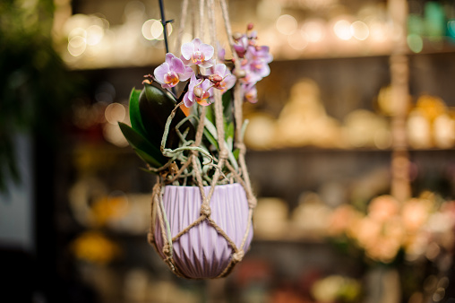 Rose color orchid with green leaves in the pink pot suspended on ropes in the blurred background of flower shop